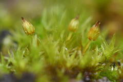 Orthotrichum pulchellum