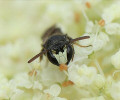 Hylaeus sinuatus