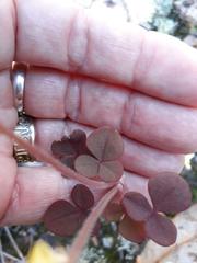 Oxalis algoensis