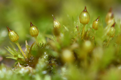 Orthotrichum pulchellum