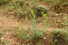 Euphorbia cheiradenia