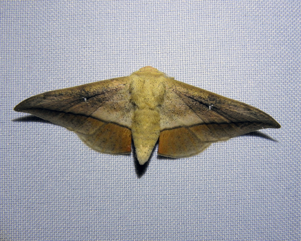 Gonogramma lemoulti