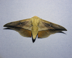 Gonogramma lemoulti
