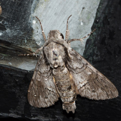 Cautethia noctuiformis