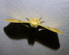 Gonogramma lemoulti