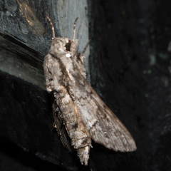 Cautethia noctuiformis