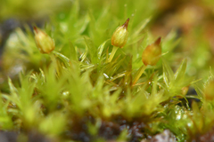 Orthotrichum pulchellum