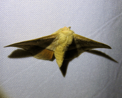 Gonogramma lemoulti