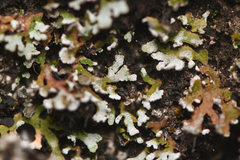 Physconia perisidiosa