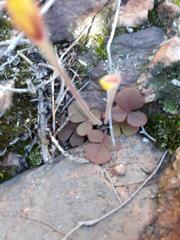 Oxalis algoensis