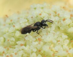 Hylaeus sinuatus