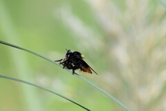 Mallophora ruficauda