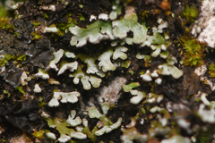 Physconia perisidiosa