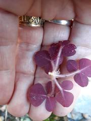 Oxalis algoensis