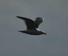 Larus glaucescens × occidentalis