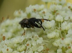 Hylaeus sinuatus