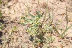 Euphorbia bungei