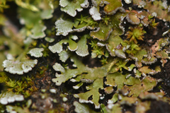 Physconia perisidiosa