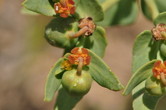 Euphorbia bungei