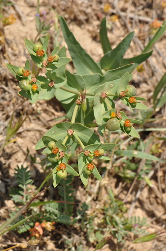 Euphorbia bungei