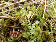 Selaginella apoda