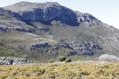 Mimetes fimbriifolius