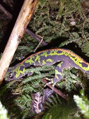 Triturus marmoratus