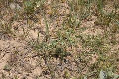 Euphorbia bungei