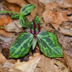 Trillium ludovicianum