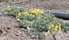 Tropaeolum polyphyllum