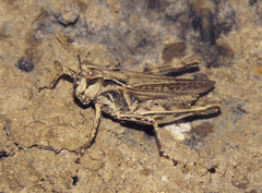 Orphulella punctata