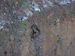 Gallinula chloropus