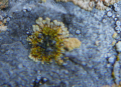 Leproplaca cirrochroa