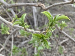 Sambucus cerulea