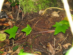 Senecio macroglossus