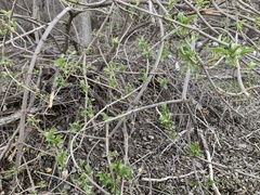 Sambucus cerulea
