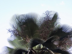 Copernicia fallaensis