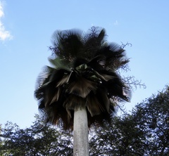 Copernicia fallaensis