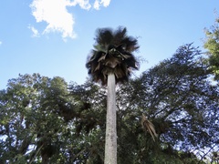Copernicia fallaensis