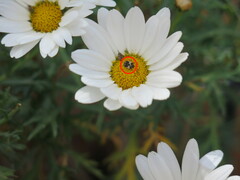 Anthrenus isabellinus