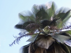 Copernicia fallaensis