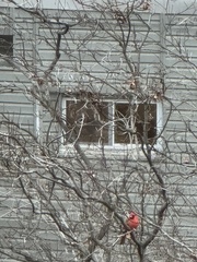 Cardinalis cardinalis