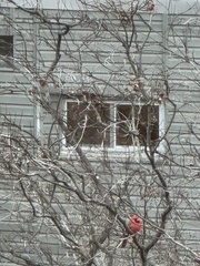 Cardinalis cardinalis