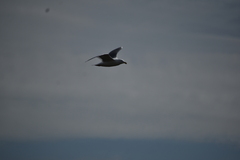 Larus glaucescens × occidentalis