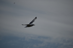 Larus glaucescens × occidentalis