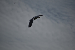 Larus glaucescens × occidentalis