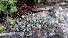 Sedum brevifolium
