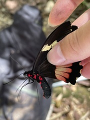 Parides eurimedes