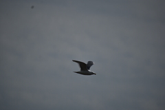 Larus glaucescens × occidentalis