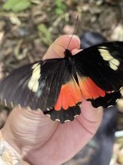 Parides eurimedes
